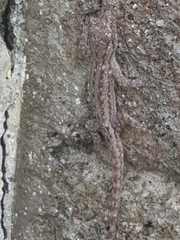 Hemidactylus frenatus