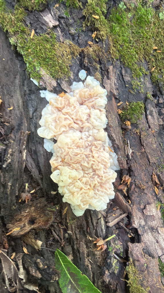 white jelly fungus · July 2026 · photo: Photo: (c) Jude Kesl, some rights reserved (CC BY) · iNaturalist