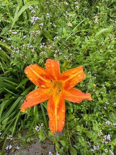 orange day-lily