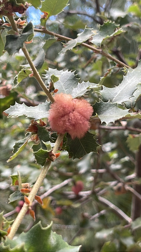iNaturalist observation photo of Oak Gall Wasps