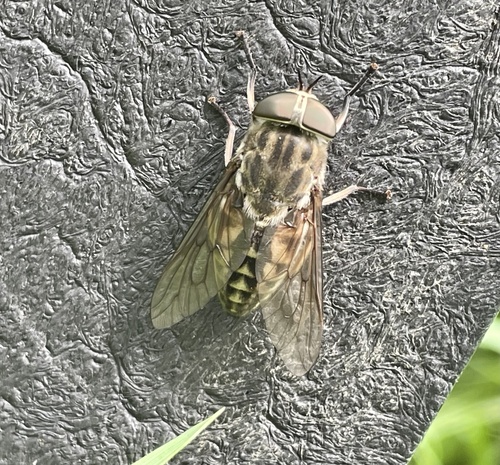 Large Marsh Horse Fly, Nationaal Park De Biesbosch, Werkendam, Noord-Brabant, NL, photo 8 of 10