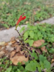 Salvia coccinea