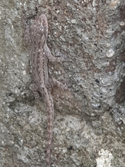 Hemidactylus frenatus