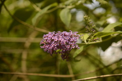 (c) Cara Ennis, some rights reserved (CC BY) Butterfly bush