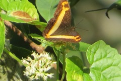 Adelpha leuceria