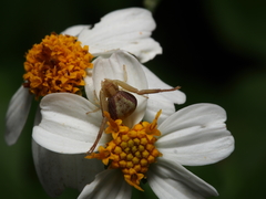 Ebrechtella pseudovatia