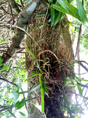 Tridactyle bicaudata