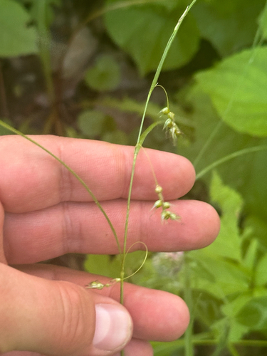 Carex sprengelii, photograph 4