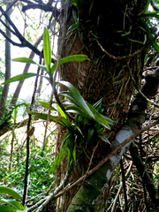 Tridactyle bicaudata