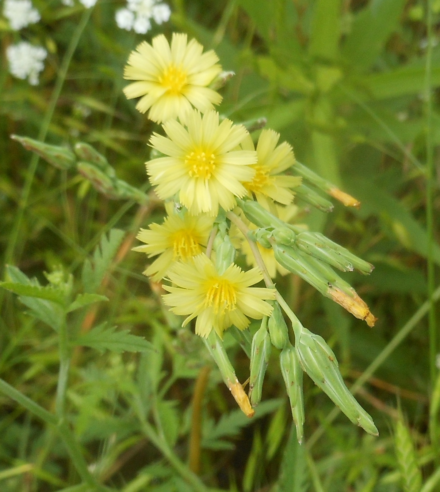 Lactuca ludoviciana