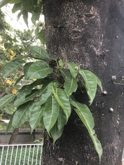 Ficus subpisocarpa