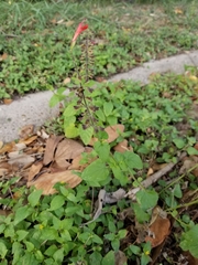 Salvia coccinea