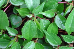 Pilea plataniflora