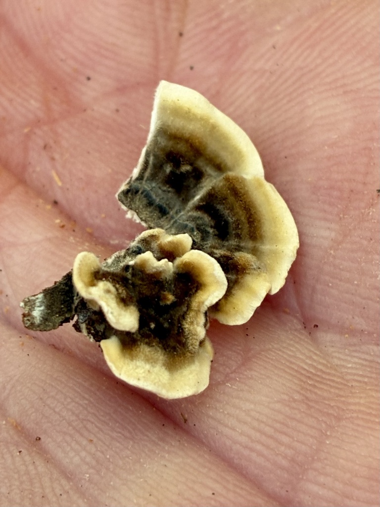 turkey-tail · July 2026 · photo: Photo: (c) Jamie VanBuskirk, some rights reserved (CC BY) · iNaturalist