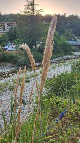Arundo plinii (Arundo plinii)