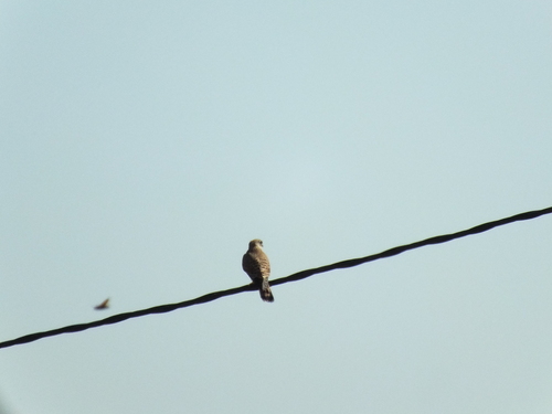 Eurasian Kestrel