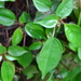 Pilea plataniflora - Photo (c) breeze-lin, algunos derechos reservados (CC BY-NC)