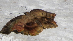 Achlyodes