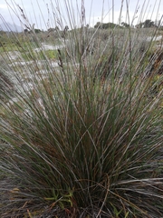 Thamnochortus erectus