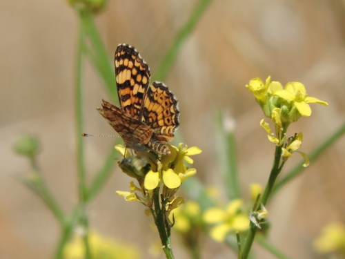Mylitta Crescent seen in Sonoma Valley