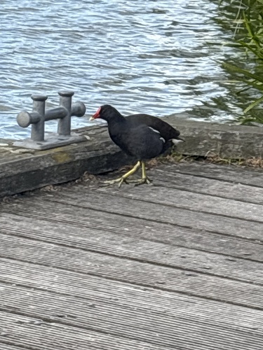 Common Moorhen