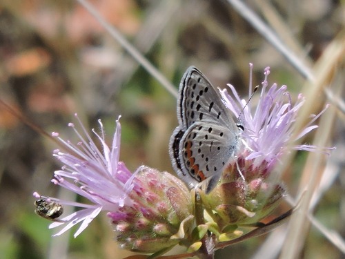Acmon Blue seen in Sonoma Valley