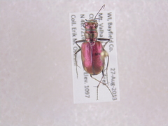 Cicindela scutellaris lecontei