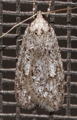 Semioscopis megamicrella