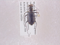 Cicindela punctulata punctulata