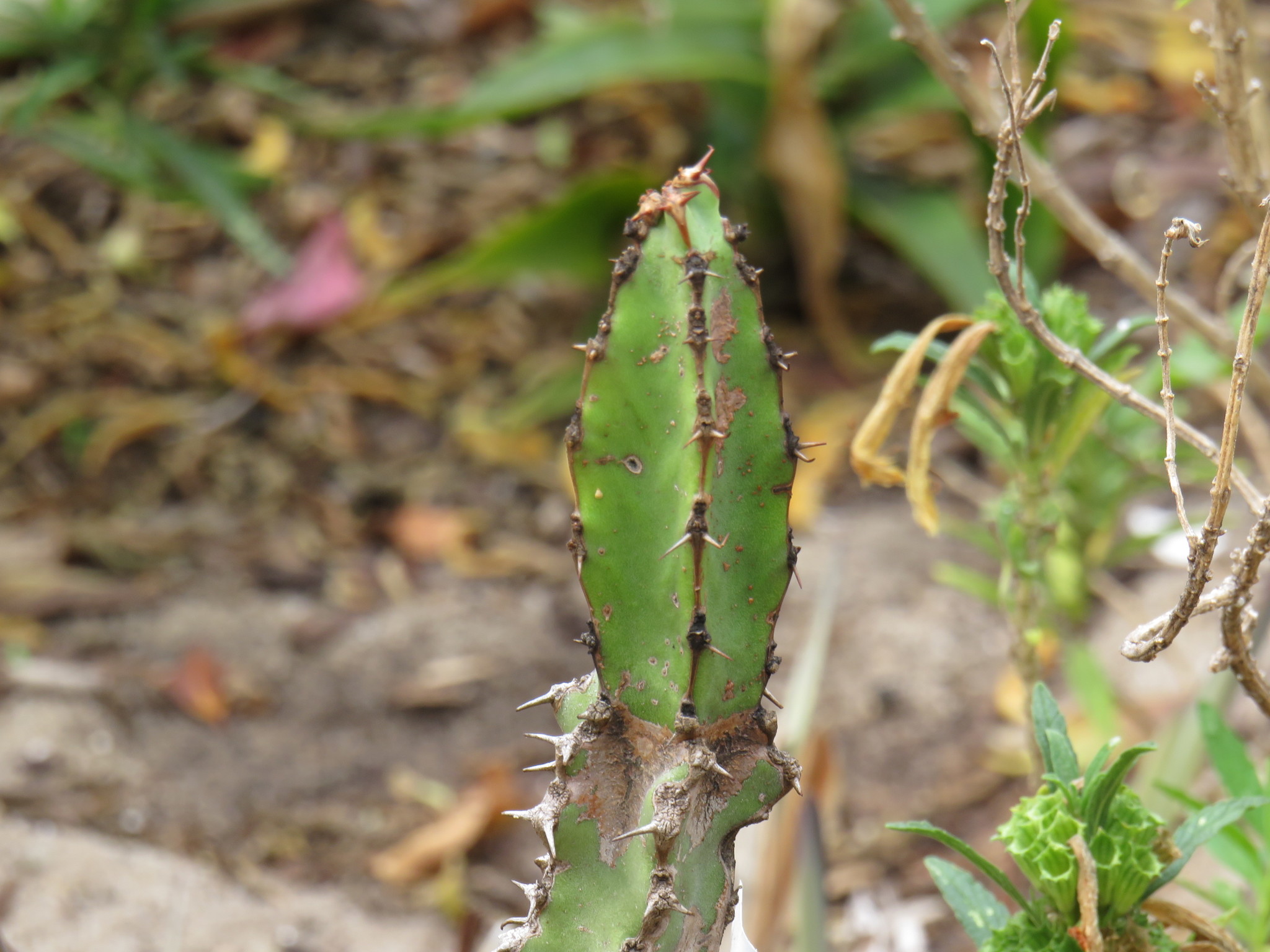 Euphorbia keithii