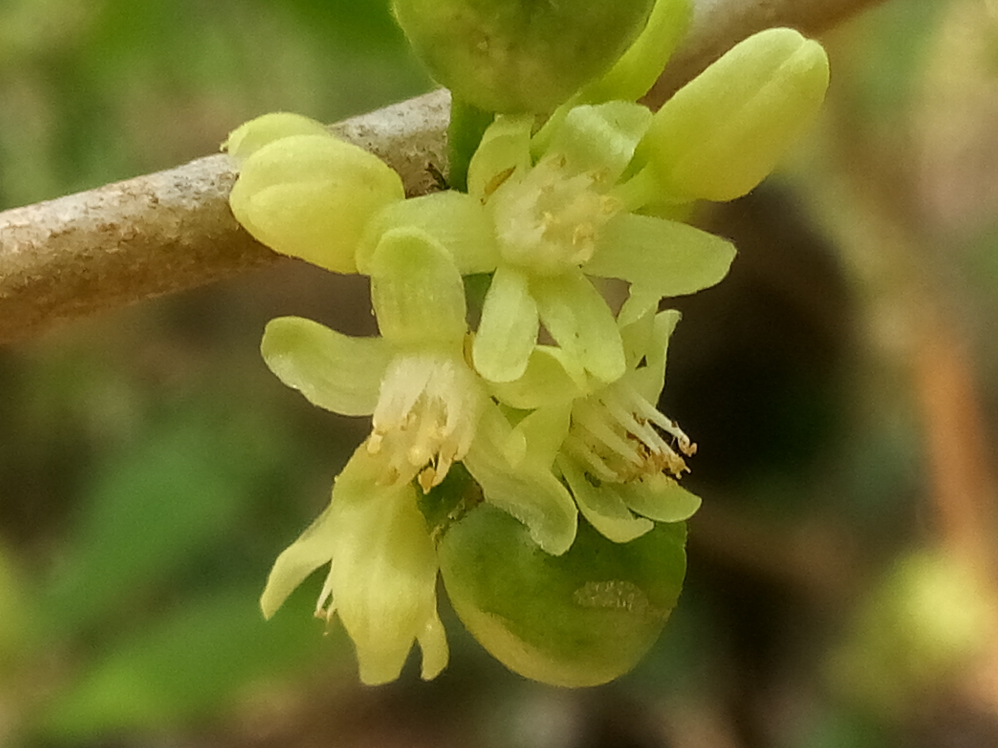 Casearia guianensis