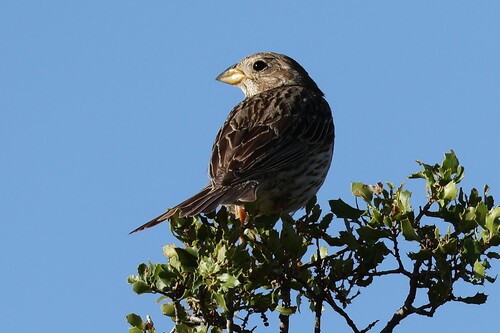 Corn Bunting