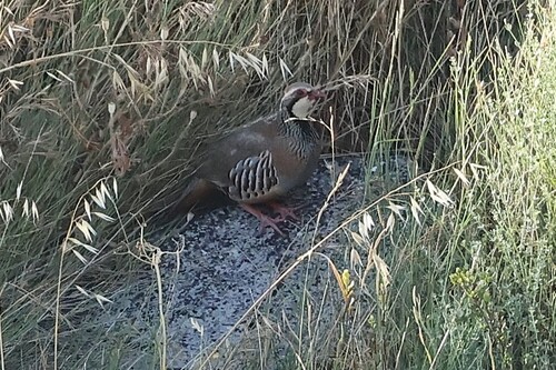 Red-legged Partridge