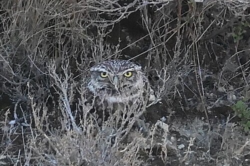 Little Owl