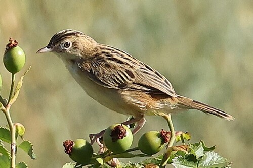Zitting Cisticola