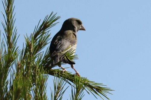 European Greenfinch