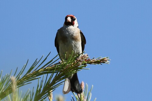 European Goldfinch