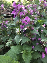 Lamium maculatum
