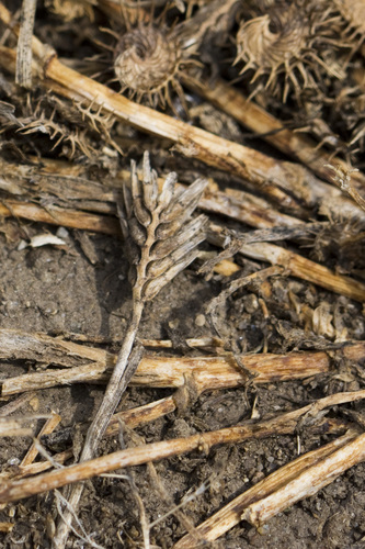 Sclerochloa dura, 2026-07-05