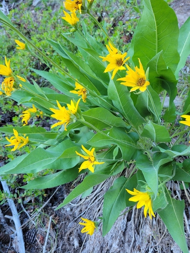 Balsamorhiza careyana, 2026-07-04
