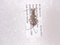 Cicindela repanda repanda