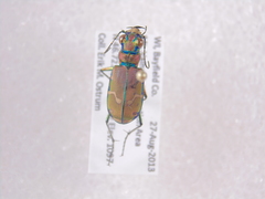 Cicindela limbalis