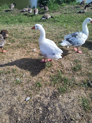 Domestic Greylag Goose