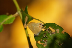 Electrostrymon hugon