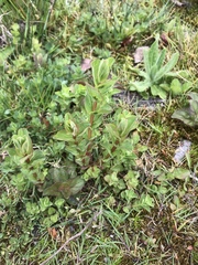 Hypericum tetrapterum