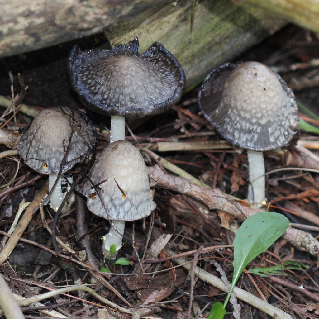 scaly ink cap · July 2026 · photo: Photo: (c) adam1420, some rights reserved (CC BY) · iNaturalist