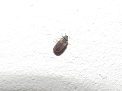Reesa vespulae