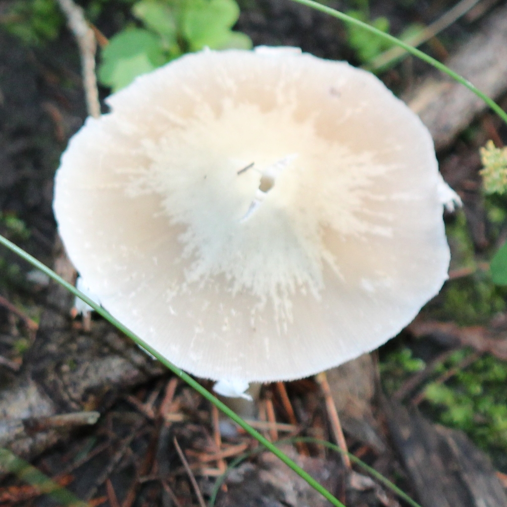 Pale Brittlestem · July 2026 · photo: Photo: (c) adam1420, some rights reserved (CC BY) · iNaturalist