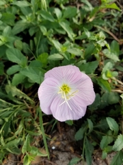 Oenothera speciosa