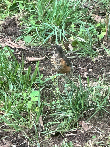 American Robin